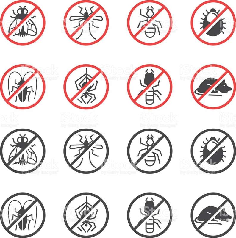 Squirrel Control Squirrel Control